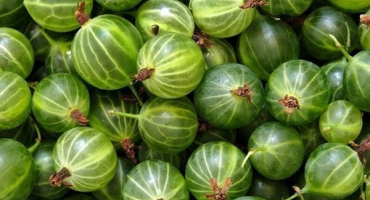 Výhody a poškození angreštu pro lidské zdraví, léčivé vlastnosti a vitamíny